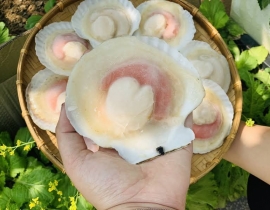 SÒ ĐIỆP NHẬT NỮA MẢNH - LOẠI LỚN 10-12 MẢNH/ KG Net5